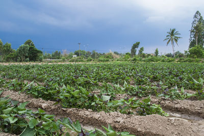 Scenic view of field against sky