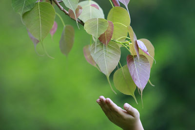 Close-up of hand on plant