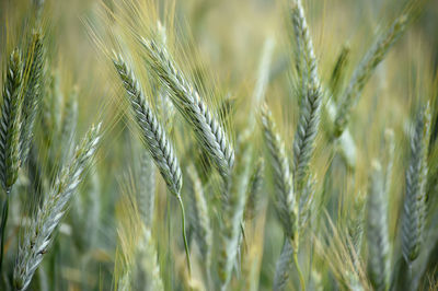 Close-up of stalks in field