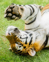 Close-up of a tiger on grass