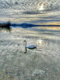 Swans swimming in lake