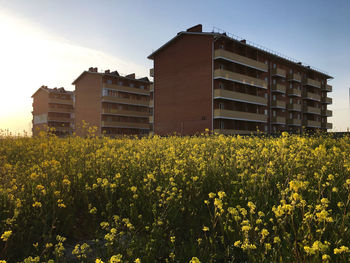 Yellow flowers growing on field against buildings