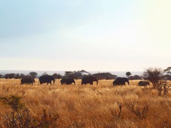 Sheep grazing in a field