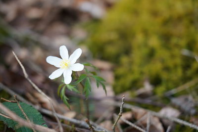 Close-up of white flowering plant on field