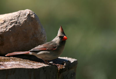 Close-up of bird perching on rock