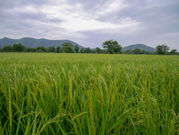 Scenic view of field against cloudy sky