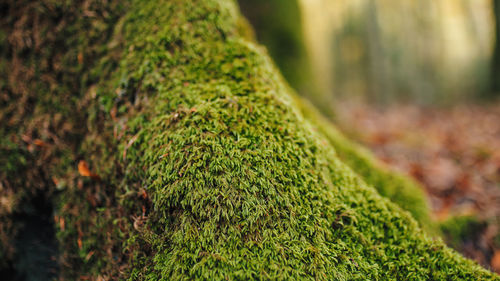 Green moss on the root of a tree in the mountains during autumn