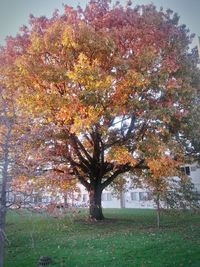 Trees on field