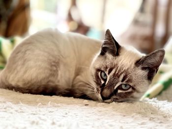 Close-up portrait of a cat resting