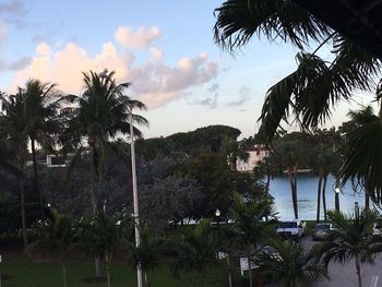 Low angle view of palm trees against sky