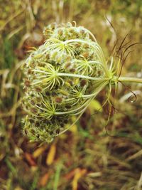 Close-up of plant