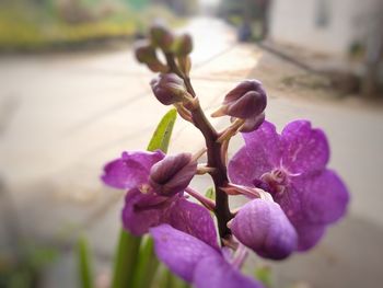 Close-up of fresh purple flowers blooming outdoors