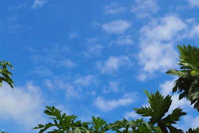 Low angle view of palm trees against blue sky