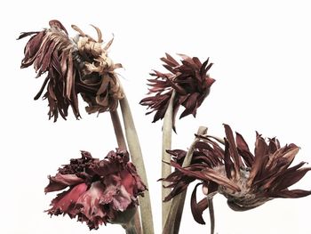 Close-up of flowers against white background