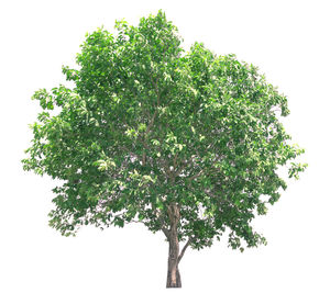Close-up of apple against white background