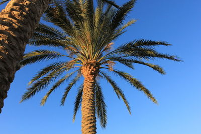 Low angle view of palm tree against blue sky