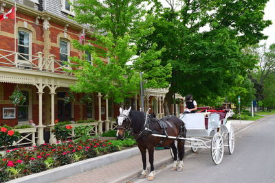 View of a horse walking on road