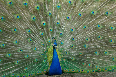 Beautiful peacock with fanned out feathers