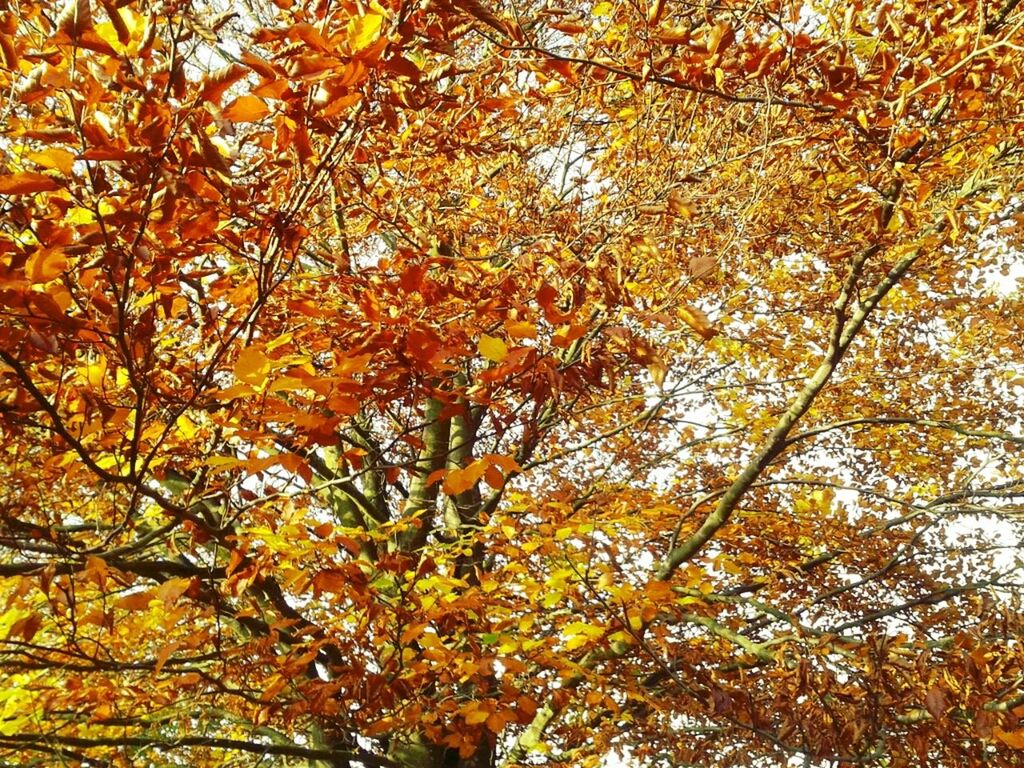 tree, autumn, change, branch, low angle view, season, growth, yellow, nature, full frame, beauty in nature, leaf, backgrounds, tranquility, orange color, day, outdoors, scenics, no people, abundance