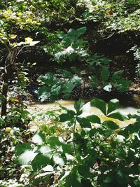 Plants growing in forest