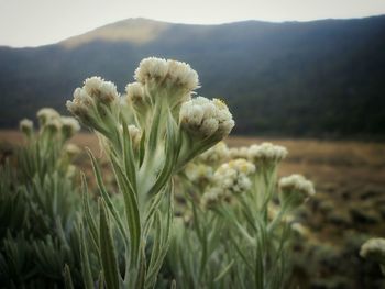 Close-up of flowers growing in field