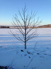 Bare tree on snow covered landscape against blue sky