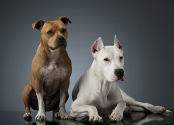 Portrait of dogs sitting against gray background