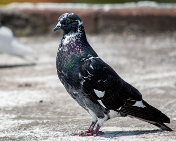 Close-up of pigeon