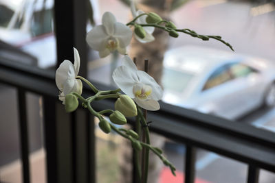 Close-up of flower