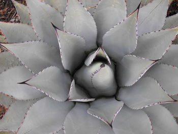 Full frame shot of succulent plant