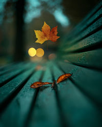 Close-up of dry maple leaves on wood