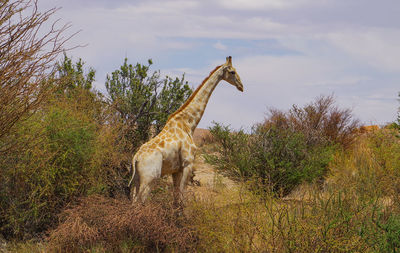 Giraffes in the haweqwa nature reserve south africa