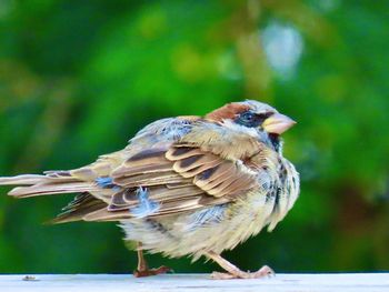 Closeup of a sparrow