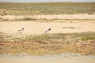 Birds on beach