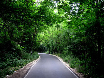 Road amidst trees in forest