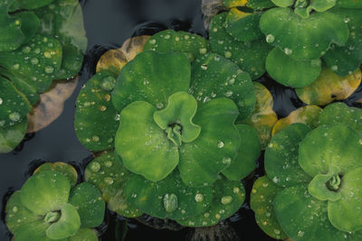 Close-up of water drops on leaves