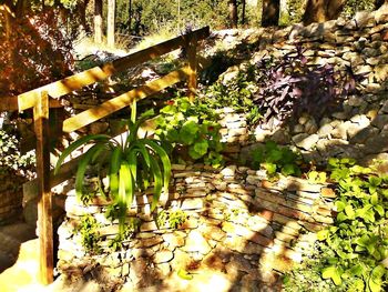 Plants and trees growing in farm