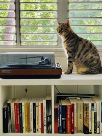 Cat on shelf at home