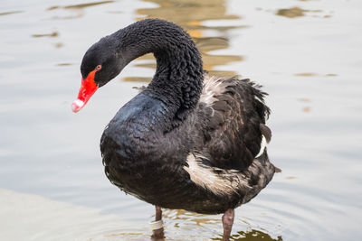 Close-up of swan swimming in lake