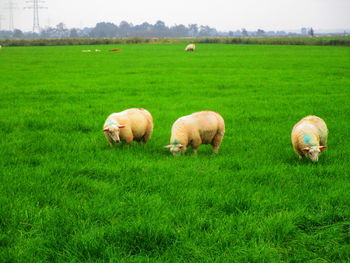 Sheep grazing in a field