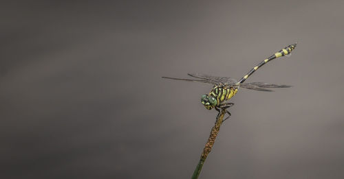 Close-up of dragonfly on twig