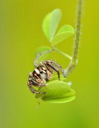 Close-up of insect on leaf