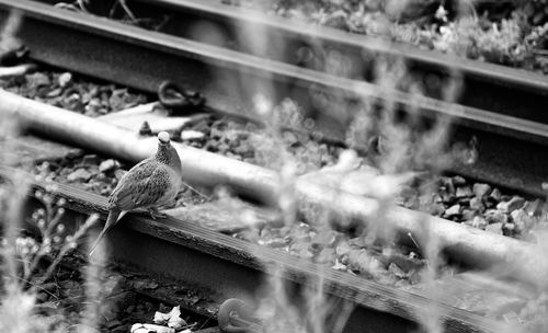 Close-up of bird perching on railroad track