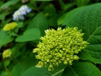 Close-up of flowering plant