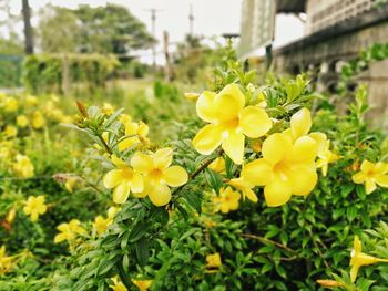 Close-up of yellow flowering plants on field