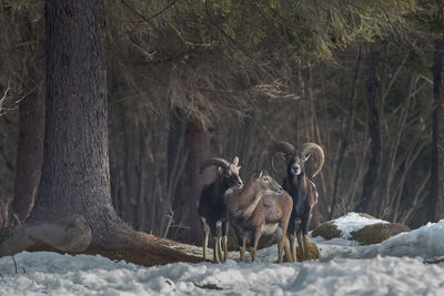 Goats standing on field during winter