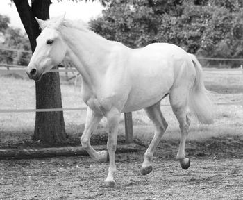 Side view of horse standing on field