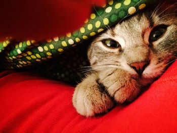 Close-up portrait of a cat