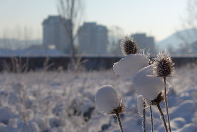 Close-up of frozen plants on snow covered field