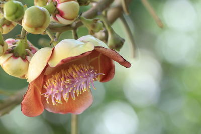 Close-up of pink flowering plant